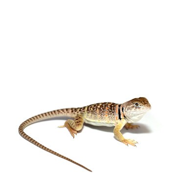 Eastern Collared Lizard